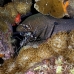 moray_giant_hm_lan_h_0309_tha5749.jpg